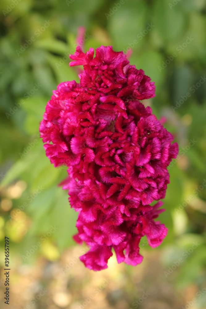 Cockscomb, Wool Flower is beautiful purple turtles. Cockscomb, Wool Flower is beautiful purple turtles.