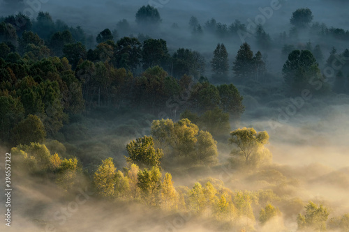 Dawn lights up the misty forest 