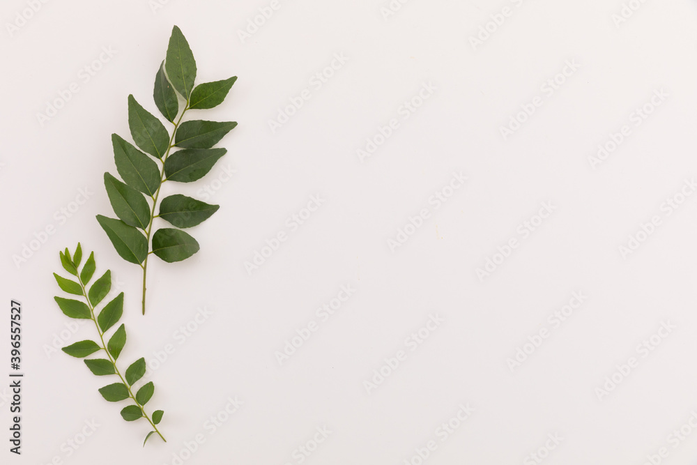 Multiple green leaves on twigs lying on white background