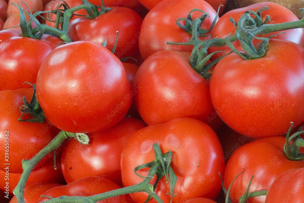 red tomatoes onorganically grown red ripe vine tomatoes the vine red tomatoes onorganically grown red ripe vine tomatoes the vine