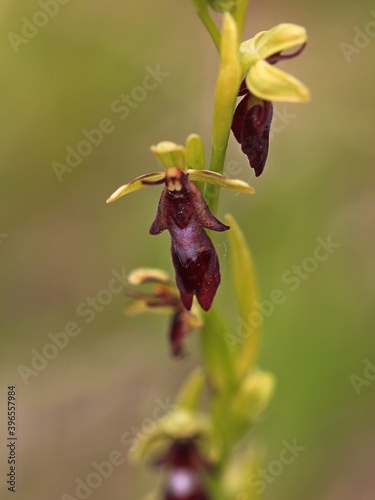 Fliegen Ragwurz(Ophrys insktifera) photo