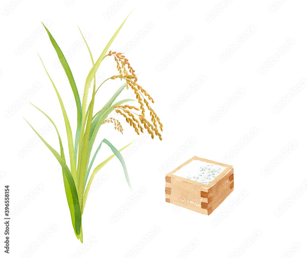 実った稲穂と一升枡の水彩イラスト トレースベクター Stock Vector Adobe Stock