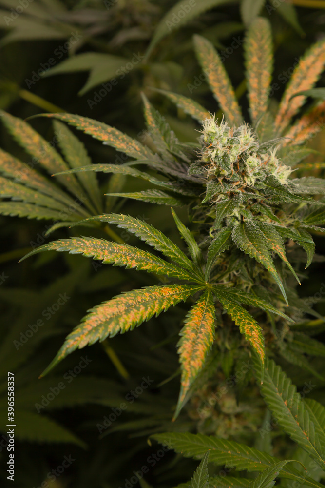 Marijuana leaf with lack of micro nutrients or thrips attack . Cannabis growing and botanical health issues concept.