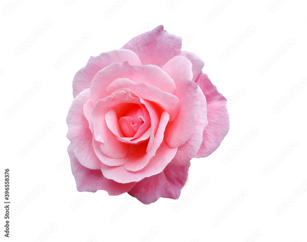 Pink fragrant rose isolated on white background, flower head Pink fragrant rose isolated on white background, flower head
