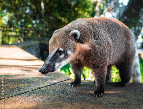 red panda in the zoo