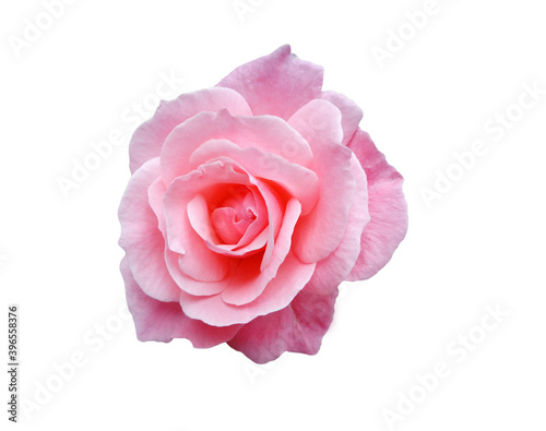 Pink fragrant rose isolated on white background, flower head 