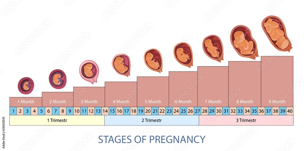 Stages of pregnancy and baby fetus development vector infographic ...