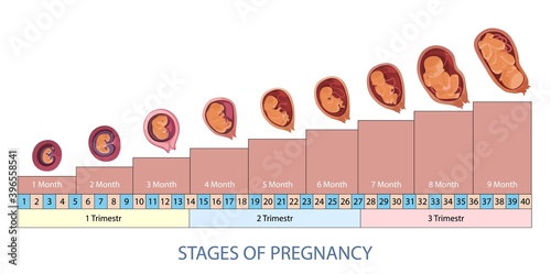 Stages of pregnancy and baby fetus development vector infographic. Pregnancy trimesters, weeks and months scheme.