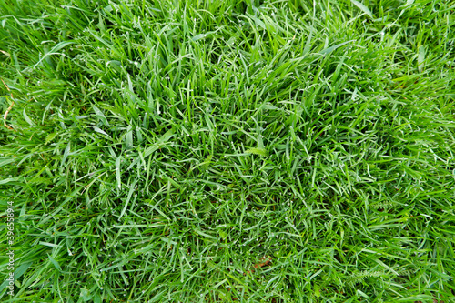 Close up of fresh thick grass with water drops in the early morn