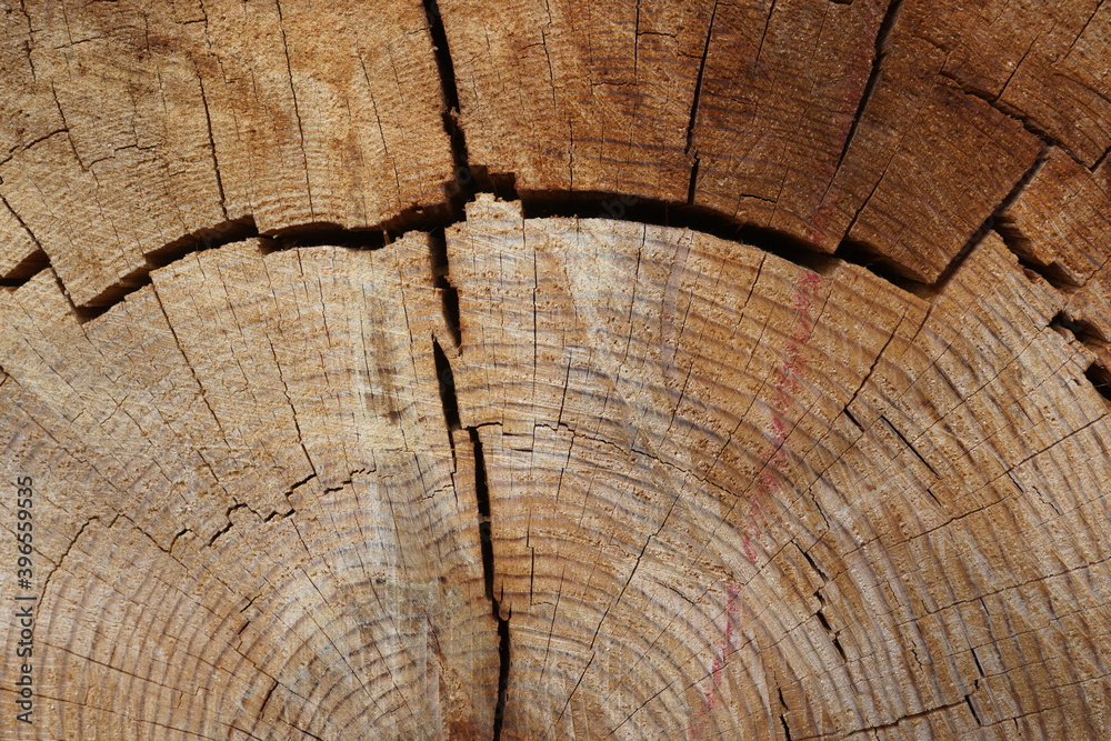 Fototapeta premium Detail of a ringed and cracked pine tree trunk