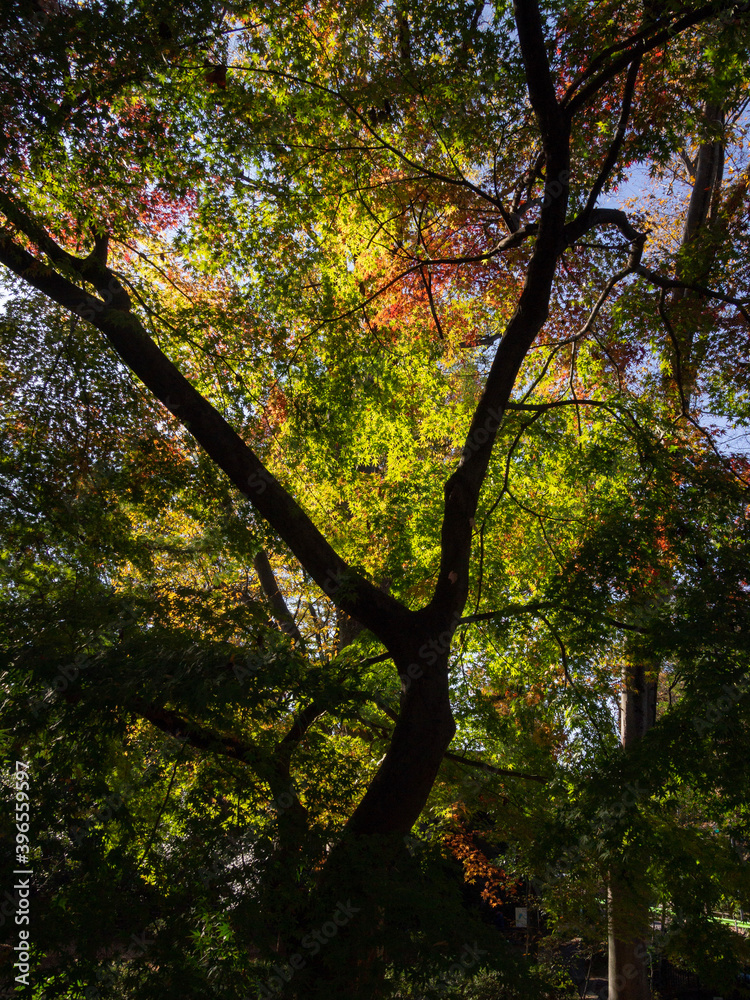 Fototapeta premium autumn in the park