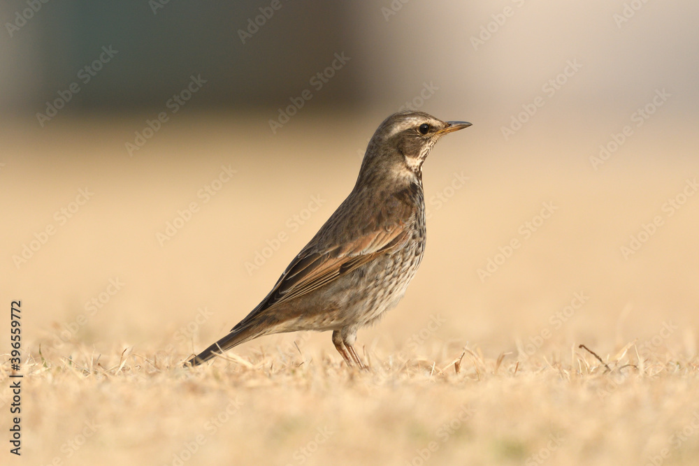 Dusky thrush (Turdus eunomus) looking for food. Dusky thrush (Turdus eunomus) looking for food.