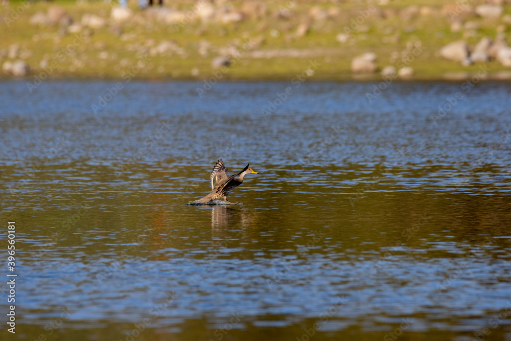 duck flying in the lake
duck flying in the lake