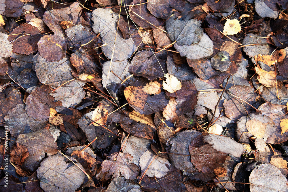 dry withered autumn leaves on the ground dry withered autumn leaves on the ground