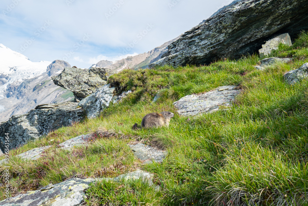 cute little groundhog in the meadow