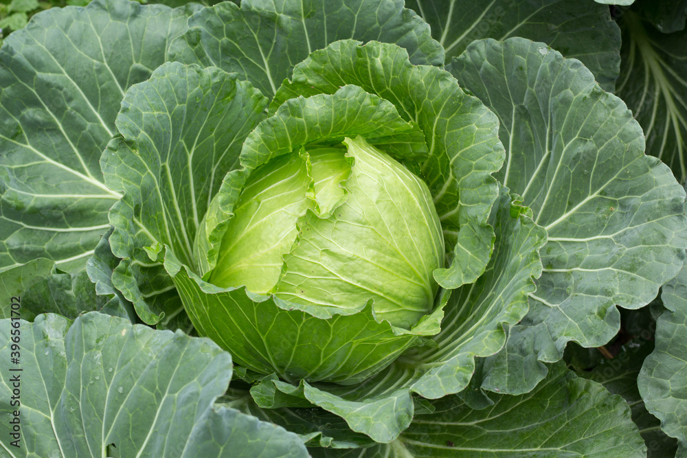 cabbage in the garden cabbage in the garden