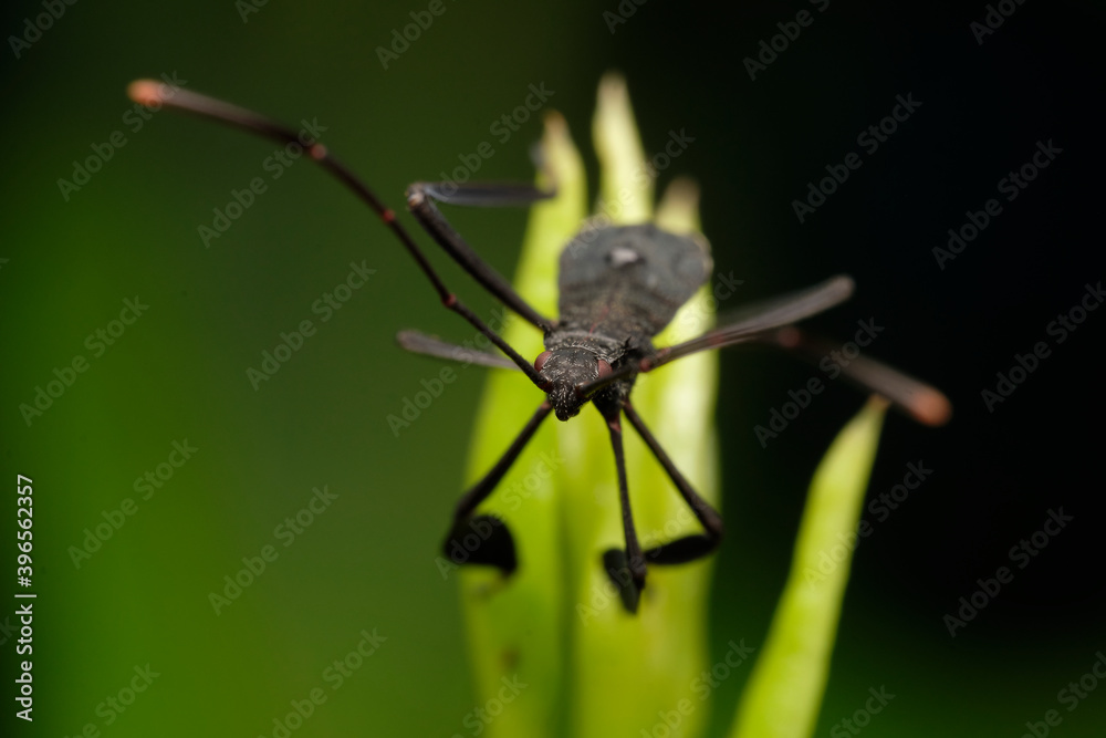 Fototapeta premium Black Assasin bug macro photo on leaf/Plant