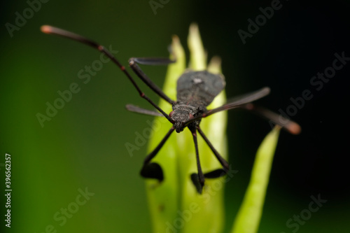 Black Assasin bug macro photo on leaf/Plant