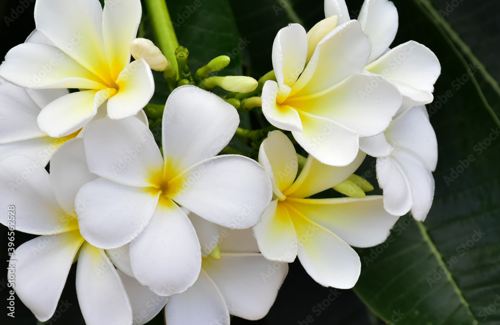 White plumeria flower blooming background White plumeria flower blooming background