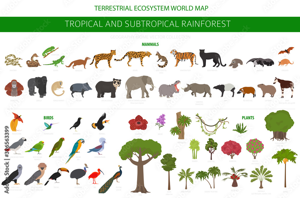 Tropical and subtropical rainforest biome, natural region infographic. Amazonian, African, asian, australian rainforests. Animals, birds and vegetations ecosystem design set