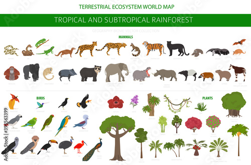 Tropical and subtropical rainforest biome, natural region infographic. Amazonian, African, asian, australian rainforests. Animals, birds and vegetations ecosystem design set