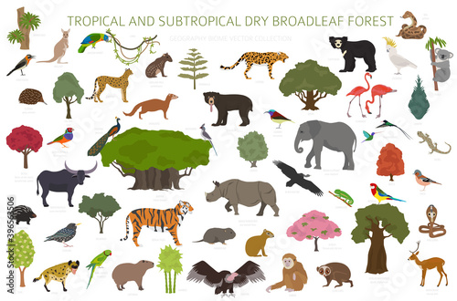Tropical and subtropical dry broadleaf forest biome, natural region infographic. Seasonal forests. Animals, birds and vegetations ecosystem design set
