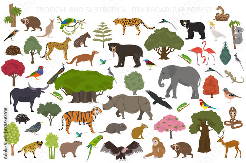 Tropical and subtropical dry broadleaf forest biome, natural region infographic. Seasonal forests. Animals, birds and vegetations ecosystem design set