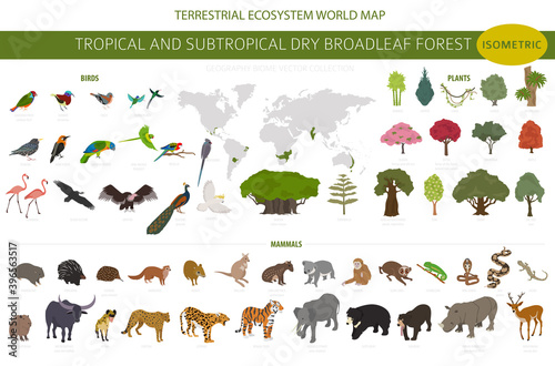 Tropical and subtropical dry broadleaf forest biome, natural region infographic. Seasonal forests. Animals, birds and vegetations ecosystem isometric 3d design set photo