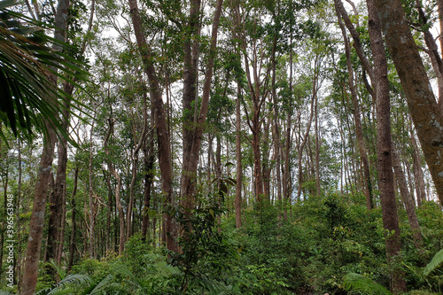 Tropical trees in the Rainforest