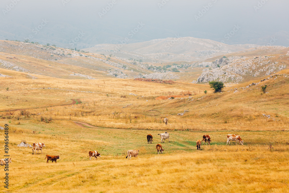 Obraz premium Cows in the mountains. Looks like Milka TVC 