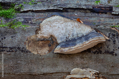 Side view of a red belt conk, also known as fomitopsis pinicola or stem decay fungus photo