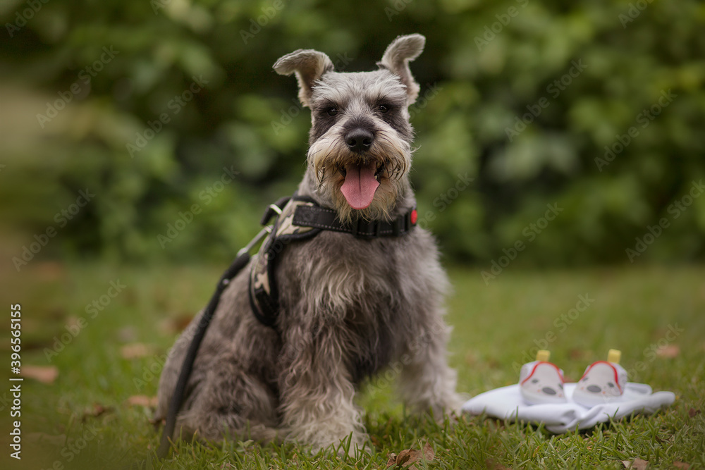 retrato de perro en el parque