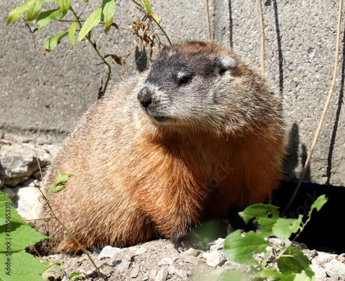Photography Woodchuck in downtown Toronto, Ontario, Canada