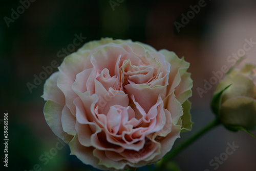 pink rose close up