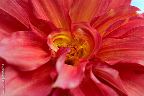 Fototapeta Naklejka Na Ścianę i Meble -  close up of red flower