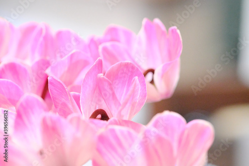 Fototapeta Naklejka Na Ścianę i Meble -  ピンク色と白色が綺麗なシクラメンの花