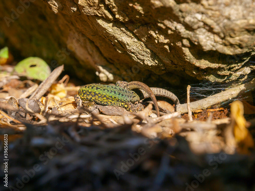 podarcis vaucheri, andalusian wall lizard photo