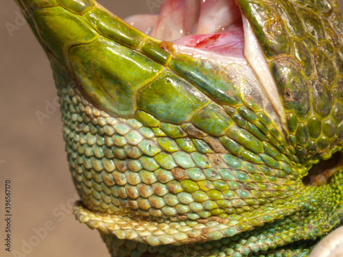 ocellated lizard, timon lepidus photo