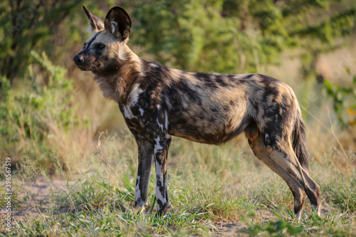 African wild dog (Lycaon pictus) aka African hunting dog, Cape hunting dog, painted hunting dog, painted dog, painted wolf. Ghanzi. Botswana
