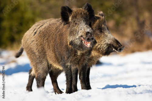 Two wild boars, sus scrofa, standing on meadow in winter sunny nature. Pair of brown mammals feeding on snowy field on sunlight. Hairy animals chewing and looking around on snow. © WildMedia