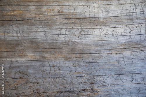 Natural organic texture of real wood tree in cut with cracks and scratches on grey and brown pastel surface. Abstract flatlay photo background.