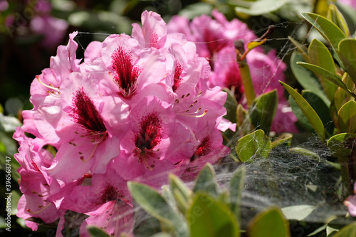 Rhododendron, pink flowers in bloom and green leaves and spider web. Springtime.