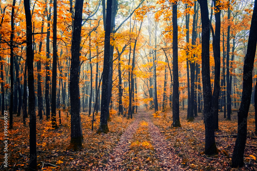 Fototapeta premium beautiful autumn forest in the mist 