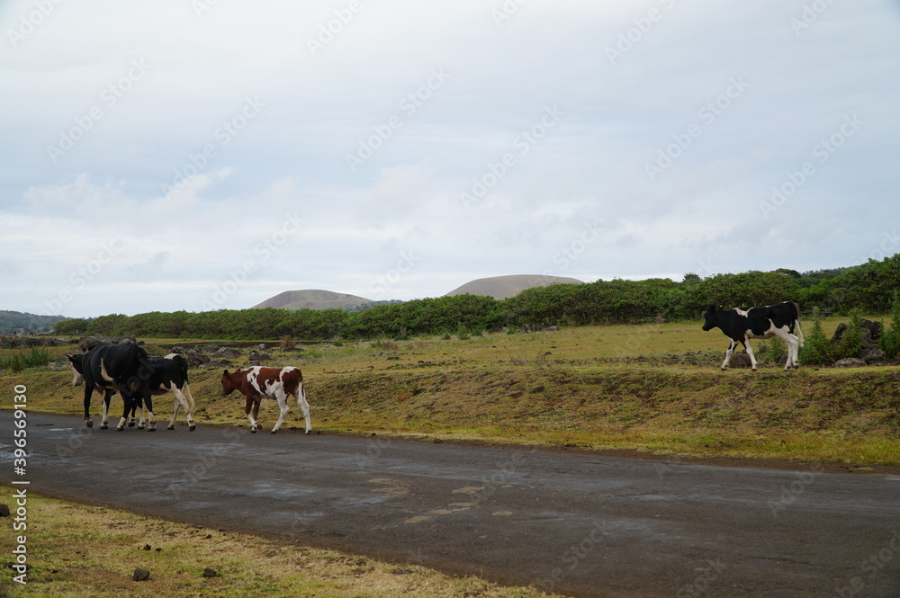 Obraz premium 道を歩いて移動する牛 /イースター島