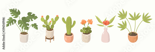 House plants vector illustration set. Cute home flowers, cactus, geranium, monstera in pots.