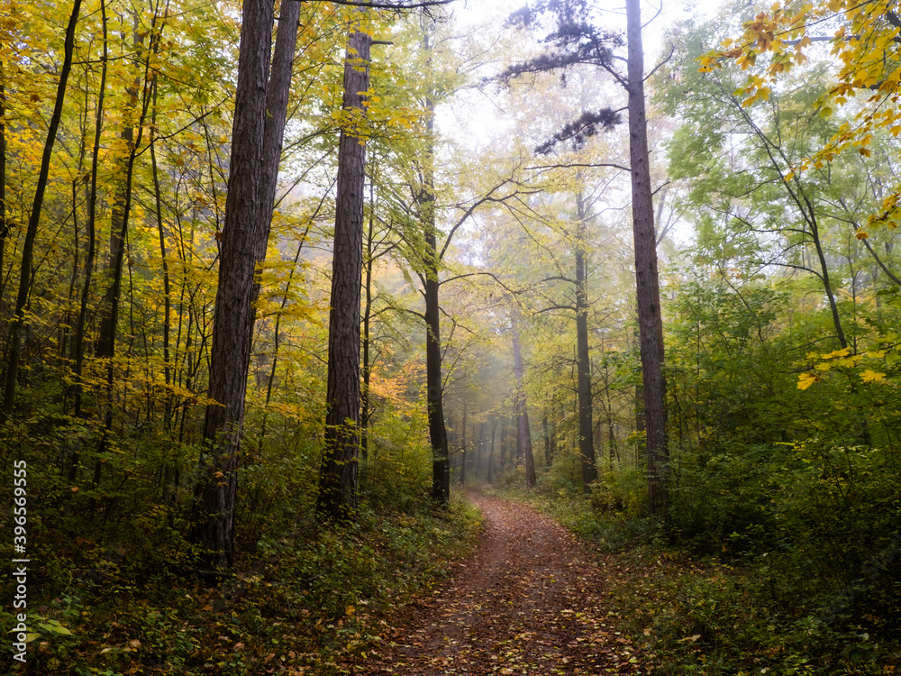 Naklejka premium beautiful autumn forest in the mist