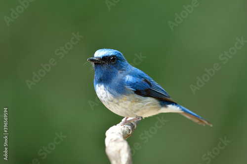 Chubby blue bird with white feathers and yellow spots on its belly perching on tree branch over fine green background © prin79