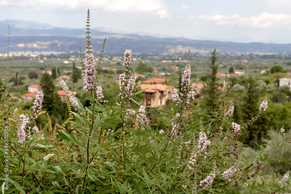 Obraz premium Healing, flowering bush (Vitex agnus) grows against the background of the village and mountains