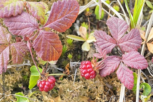 Fruits of the Arctic raspberry ( Rubus arcticus or Arctic bramble ) growing in the north tundra. Khabarovsk Krai, far East, Russia.