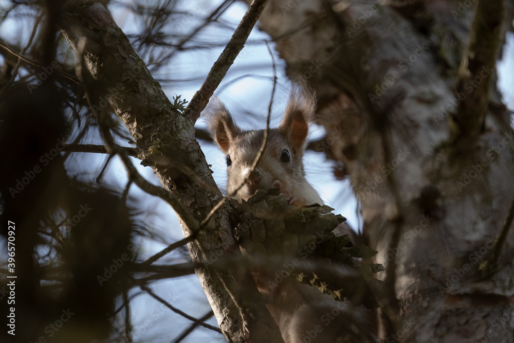 squirrel in its natural habitat perches in a tree squirrel in its natural habitat perches in a tree